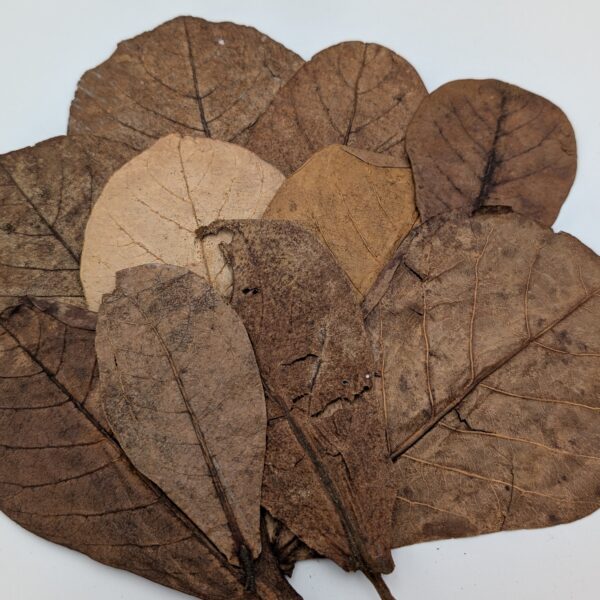 Catappa blade / Indian Almond leaves - 10 stk.