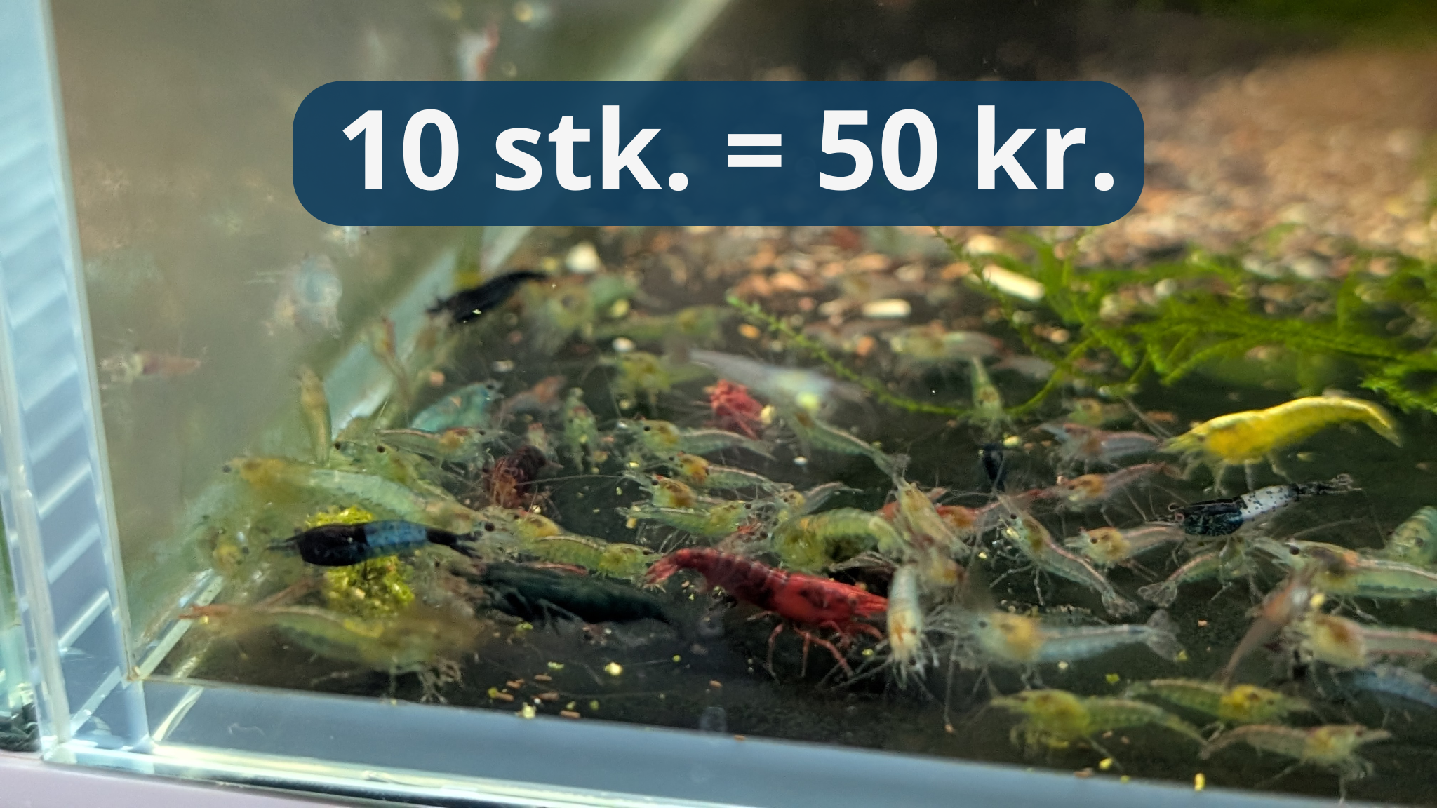 Neocaridina 10 stk. (Frasorteret / Mix)