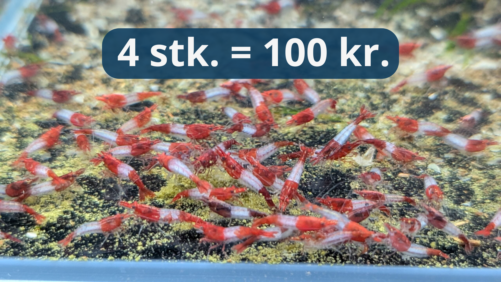 Red Rili - Rød Neocaridina Reje