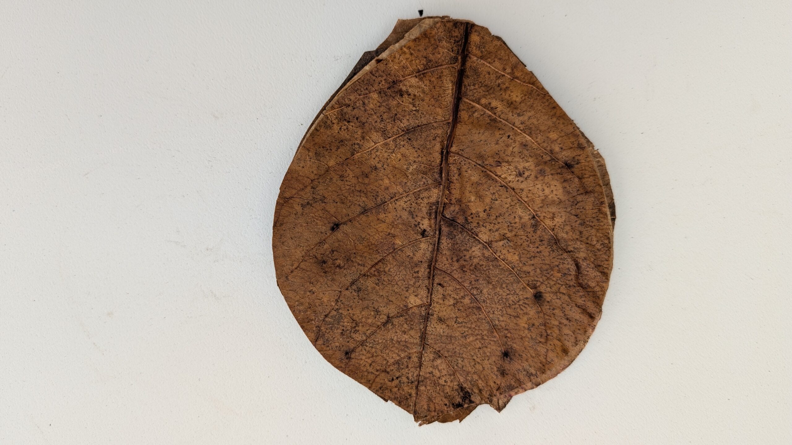 Catappa blade / Indian Almond leaves - 10 stk.