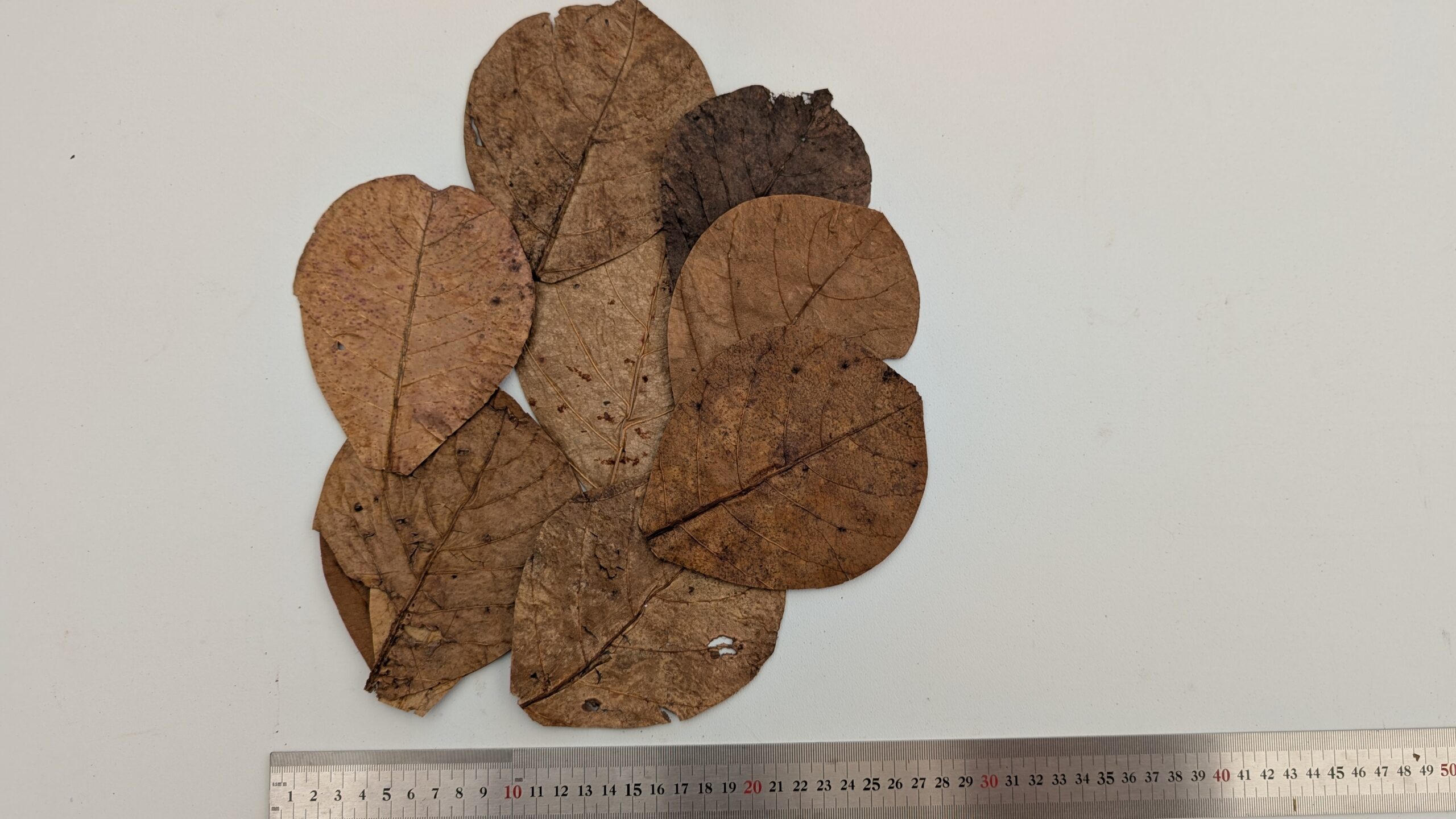 Catappa blade / Indian Almond leaves - 10 stk. - Billede 3