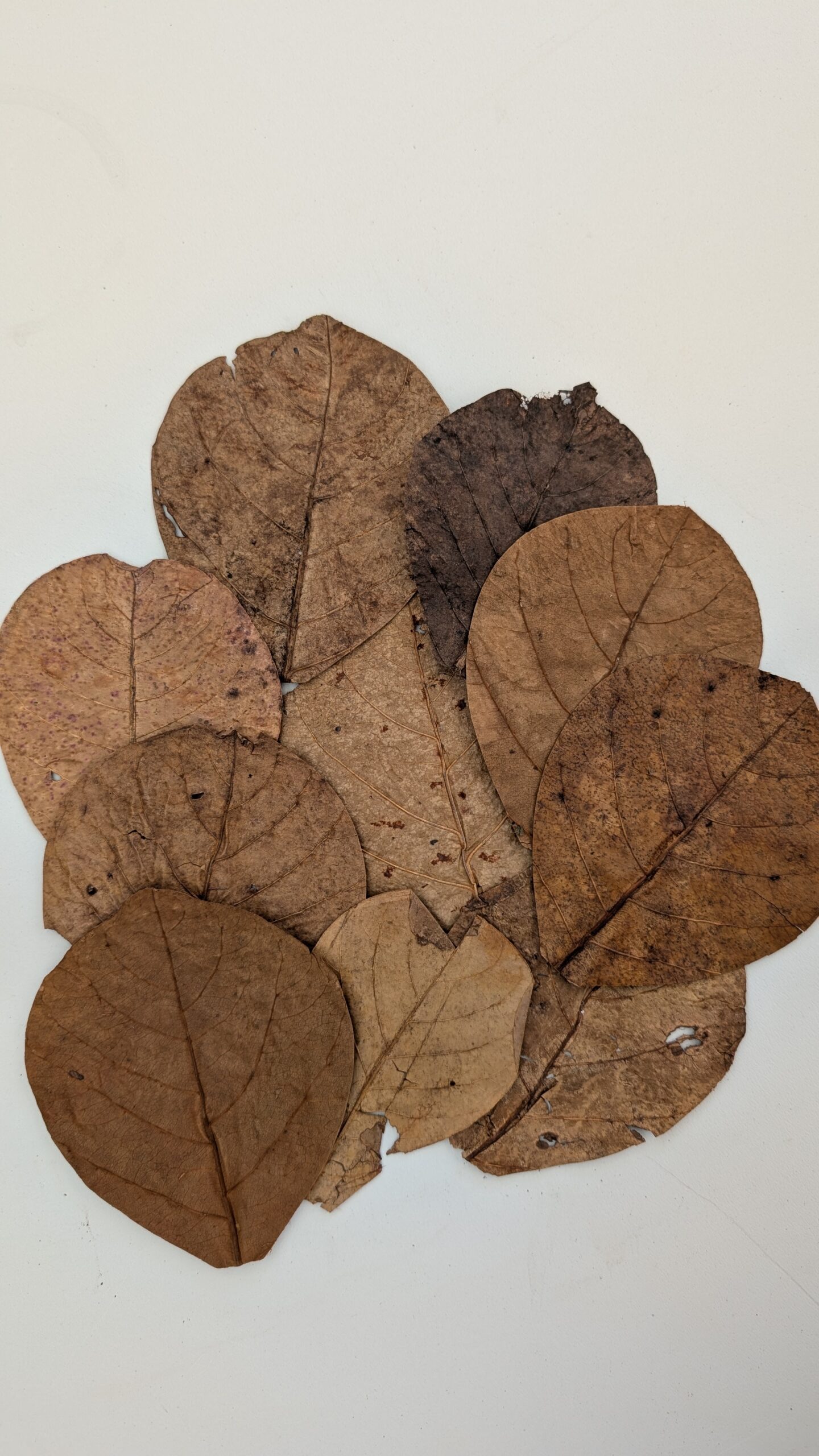 Catappa blade / Indian Almond leaves - 10 stk. - Billede 2