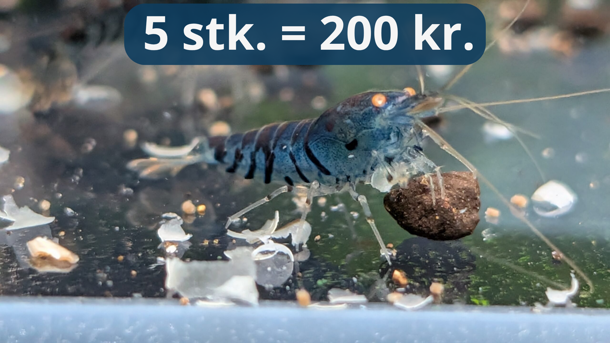 Blue Tiger OE - Caridina Reje