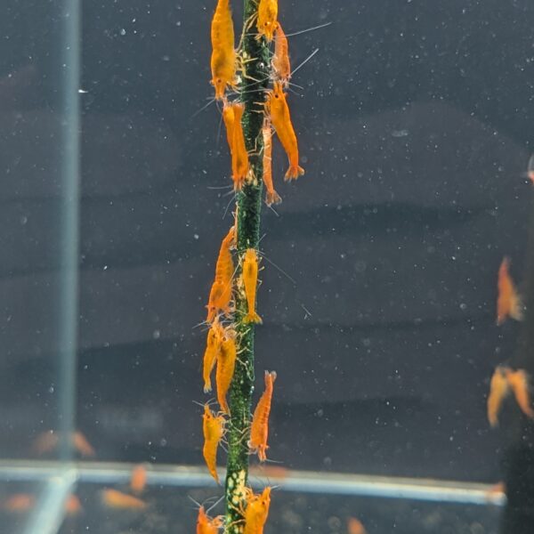 Shrimp lolly - Spirulina 20 stk.