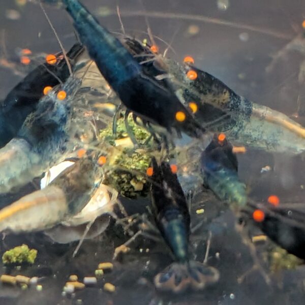 Caridina reje OE mix - fra-selekteret (10 stk. 250 kr.)