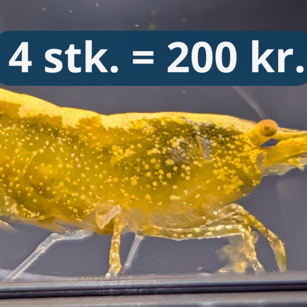 Gold Dust OE / YE - Neocaridina Reje