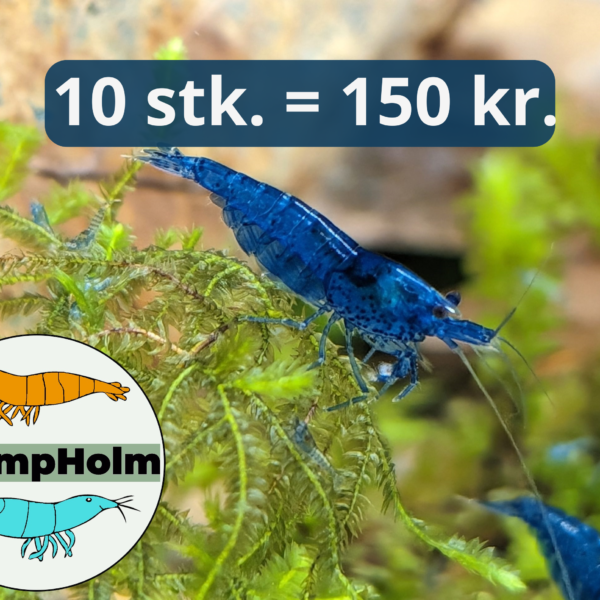 Blue Dream - Blå Neocaridina Reje