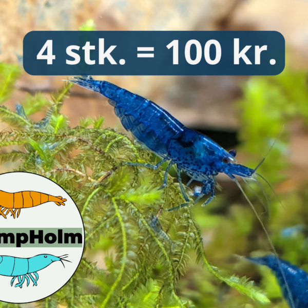 Blue Dream - Blå Neocaridina Reje