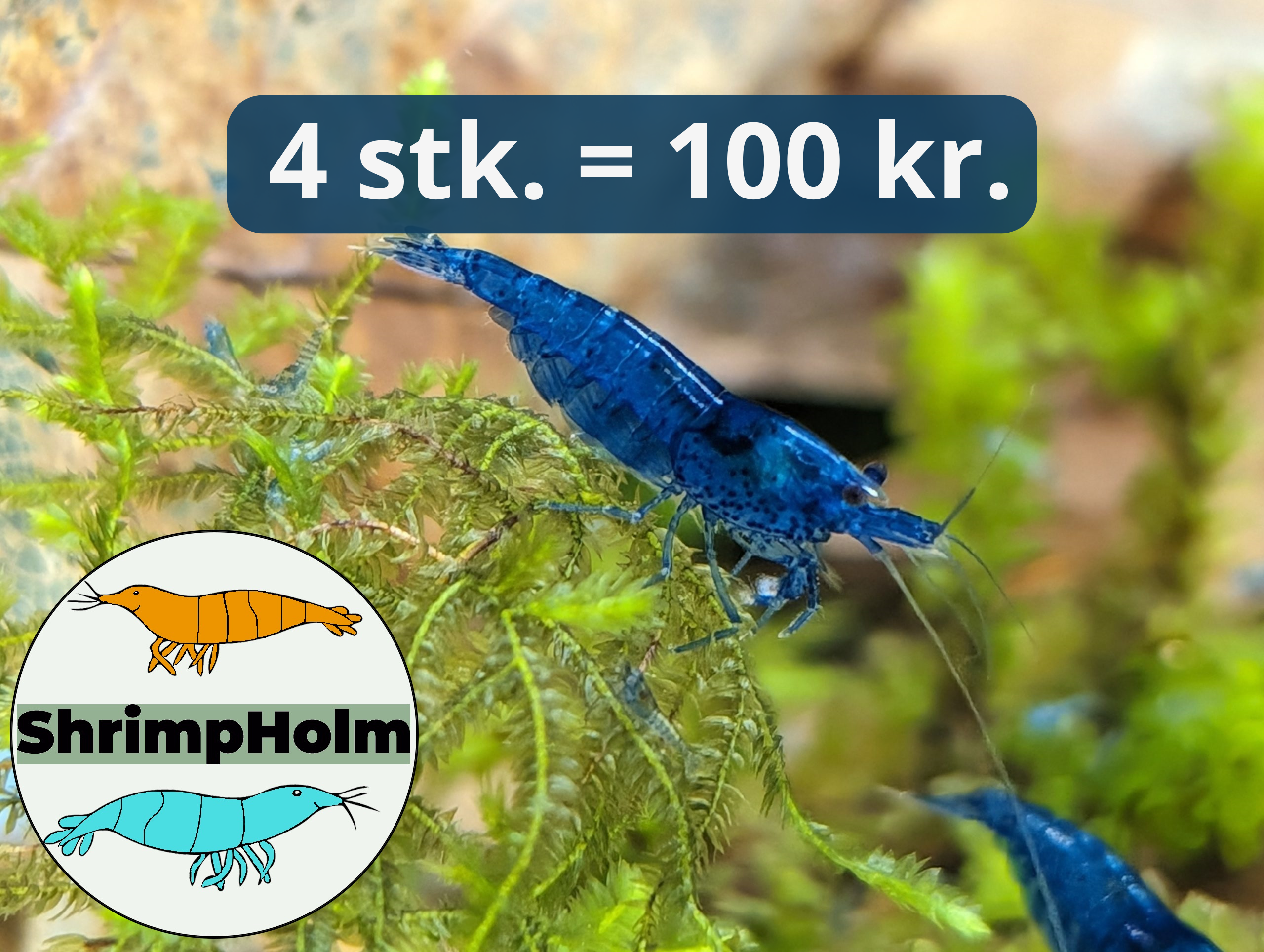 Blue Dream - Blå Neocaridina Reje