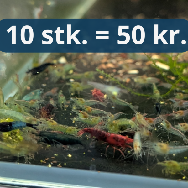 Neocaridina 10 stk. (Frasorteret / Mix)