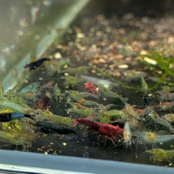 Neocaridina 10 stk. (Frasorteret / Mix)