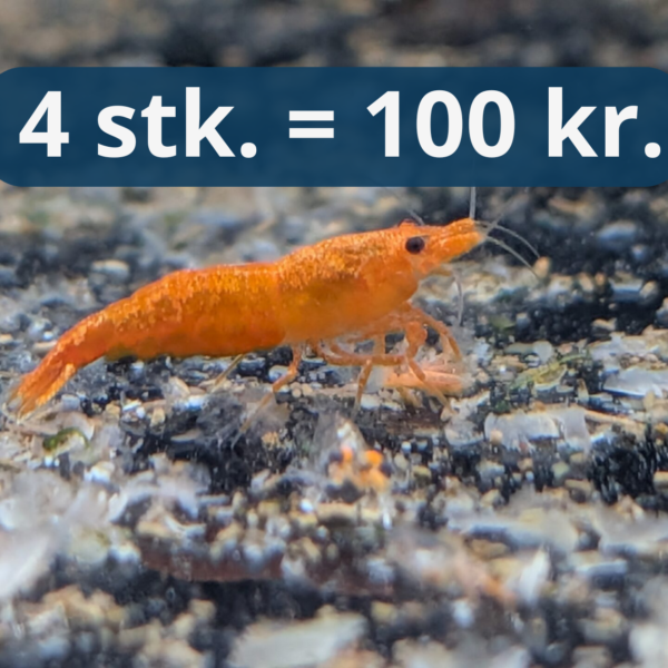 Orange Sunkist - Orange Neocaridina Reje