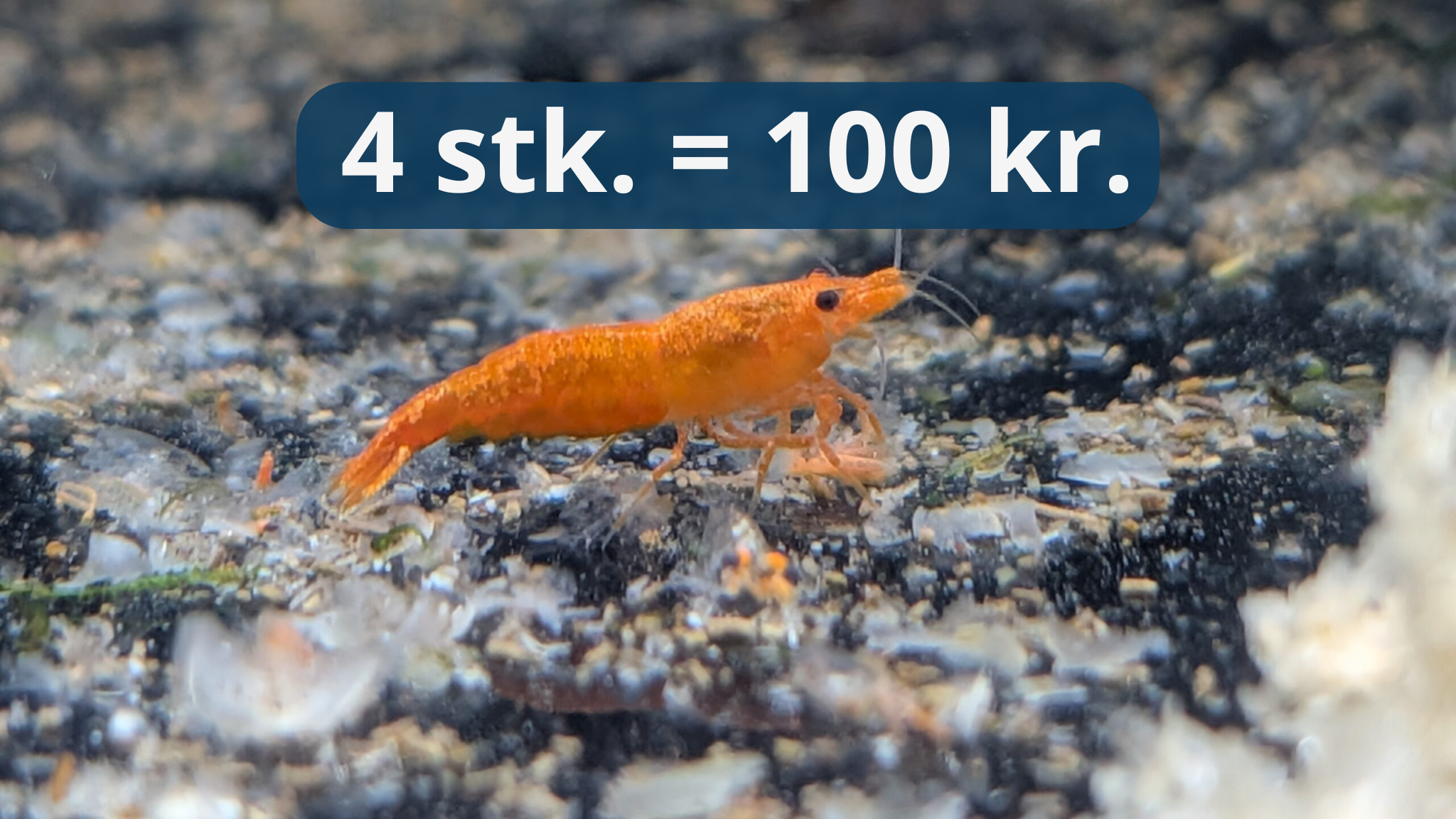 Orange Sunkist - Orange Neocaridina Reje