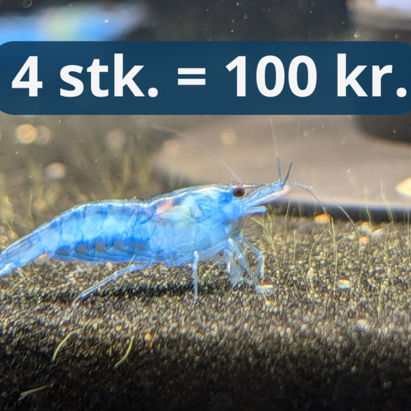 Blue Jelly - Lyseblå Neocaridina Reje