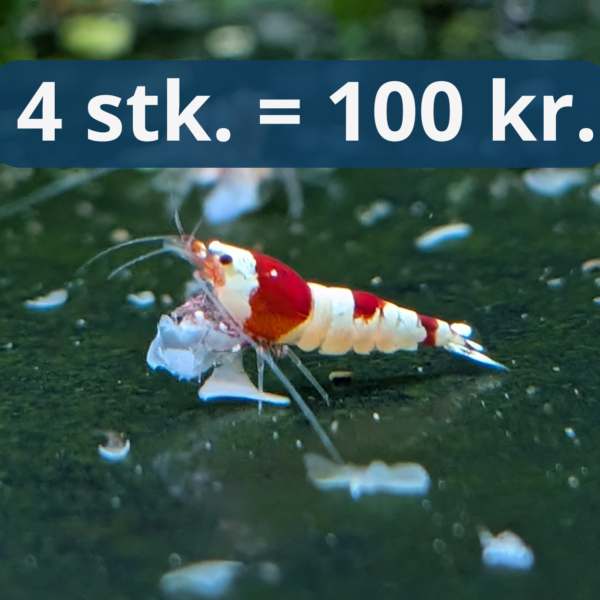 Crystal Red Shrimp (CRS) - Caridina Reje