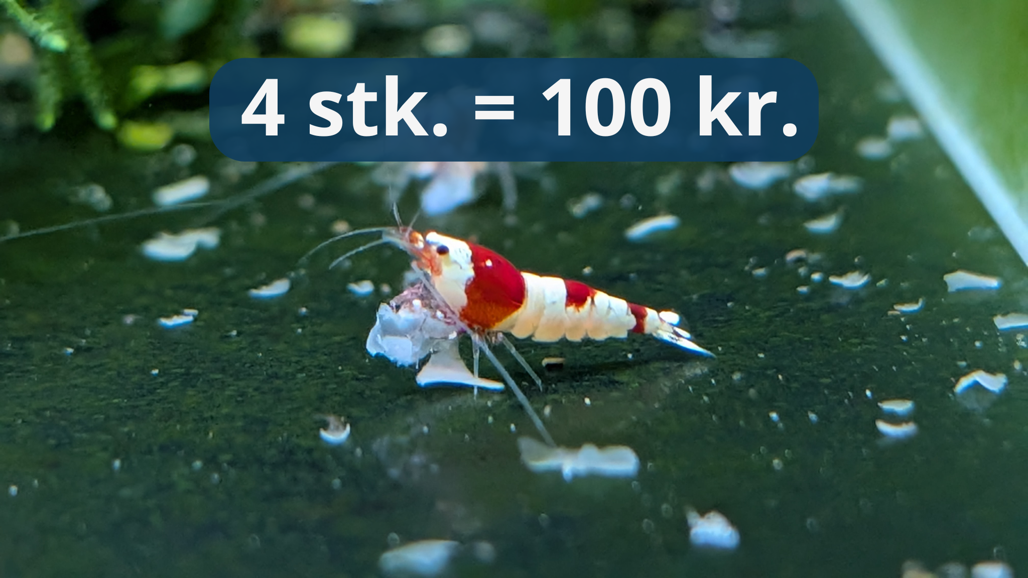 Crystal Red Shrimp (CRS) - Caridina Reje