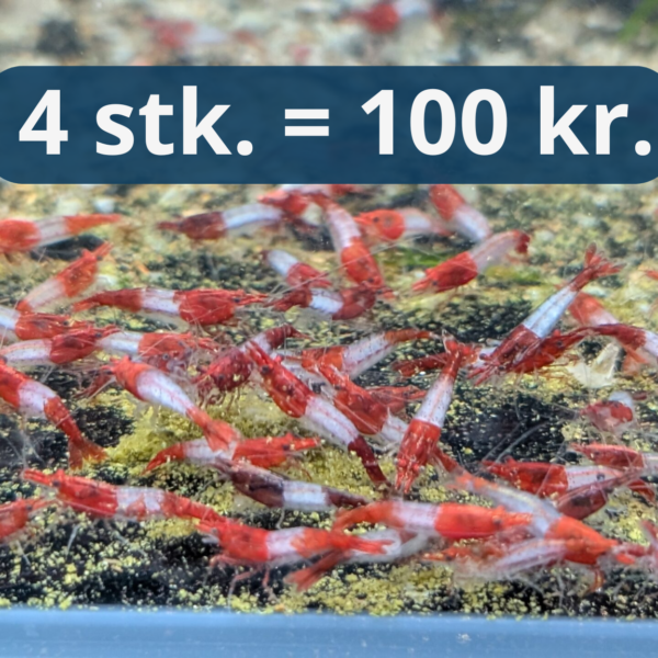 Red Rili - Rød Neocaridina Reje