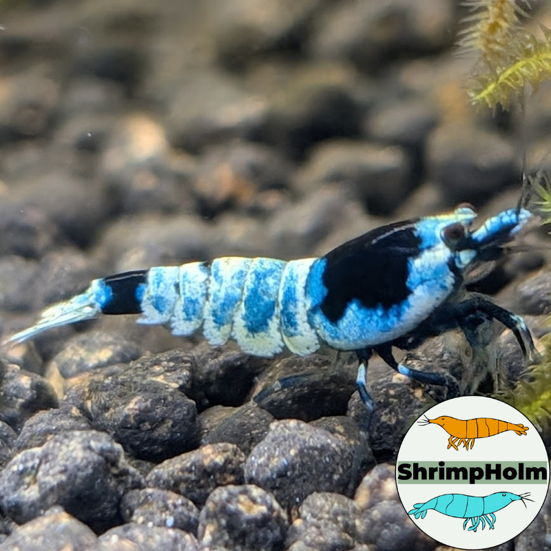 Design uden navn (10)