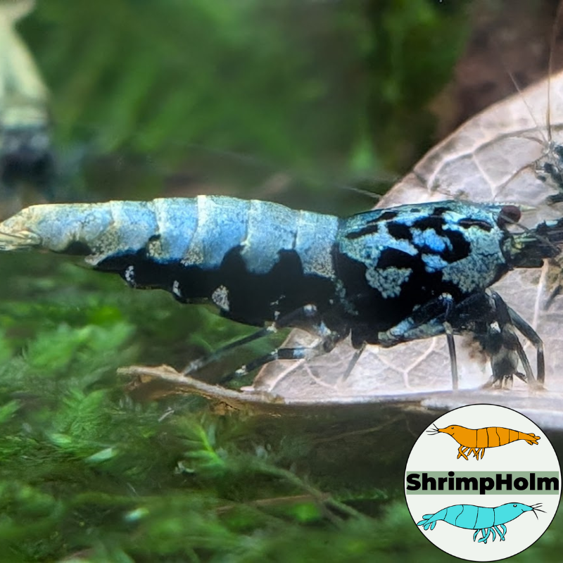 Design uden navn (11)