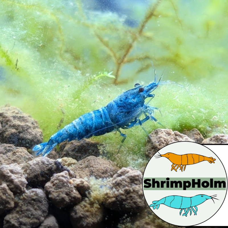 Design uden navn (12)