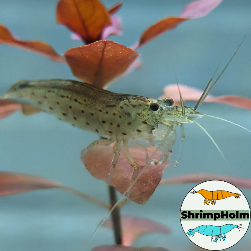 Design uden navn (13)