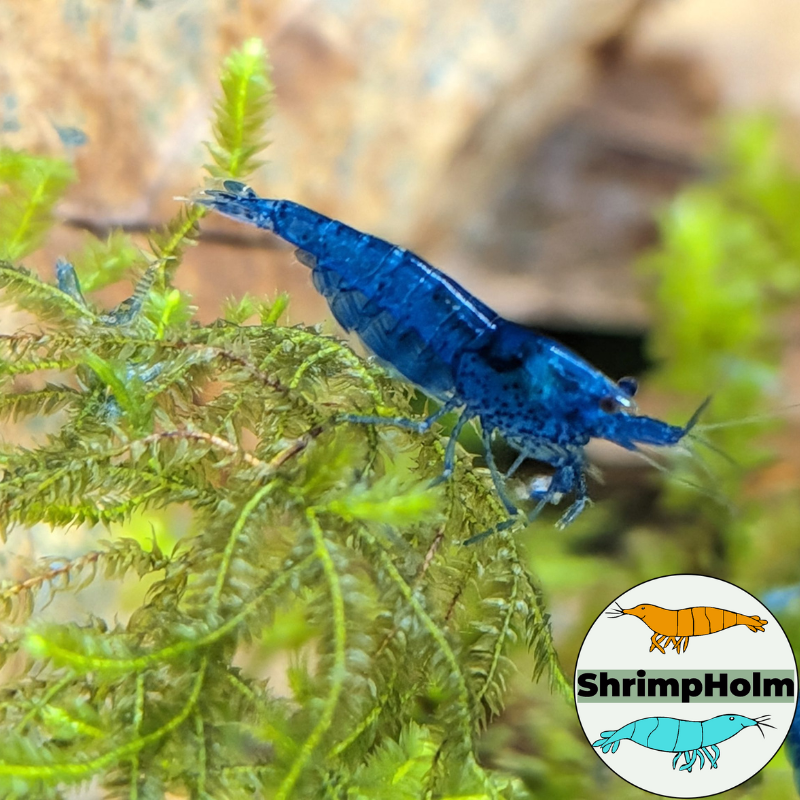 Design uden navn (14)