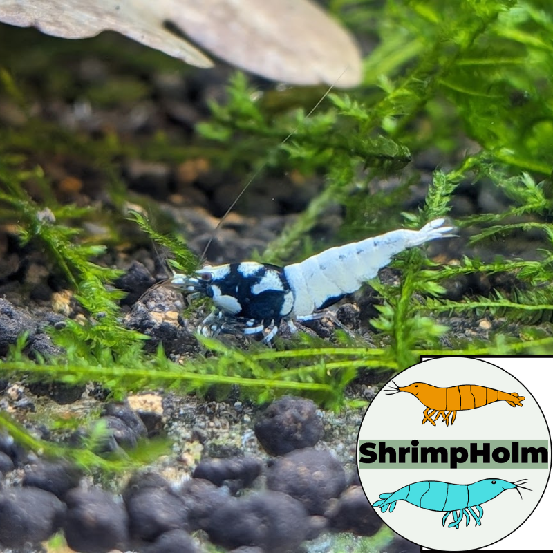 Design uden navn (15)