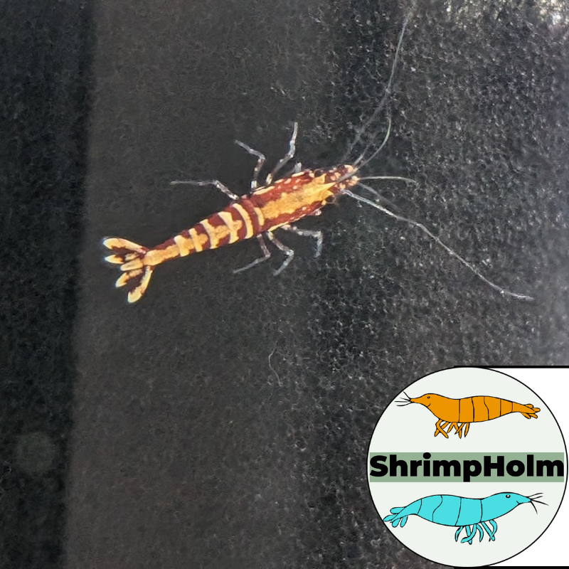 Design uden navn (16)