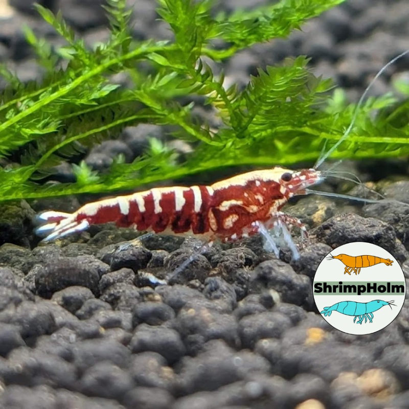 Design uden navn (5)