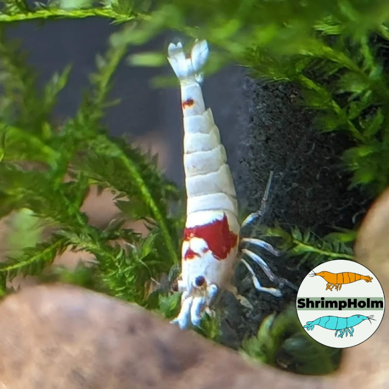 Design uden navn (5)1