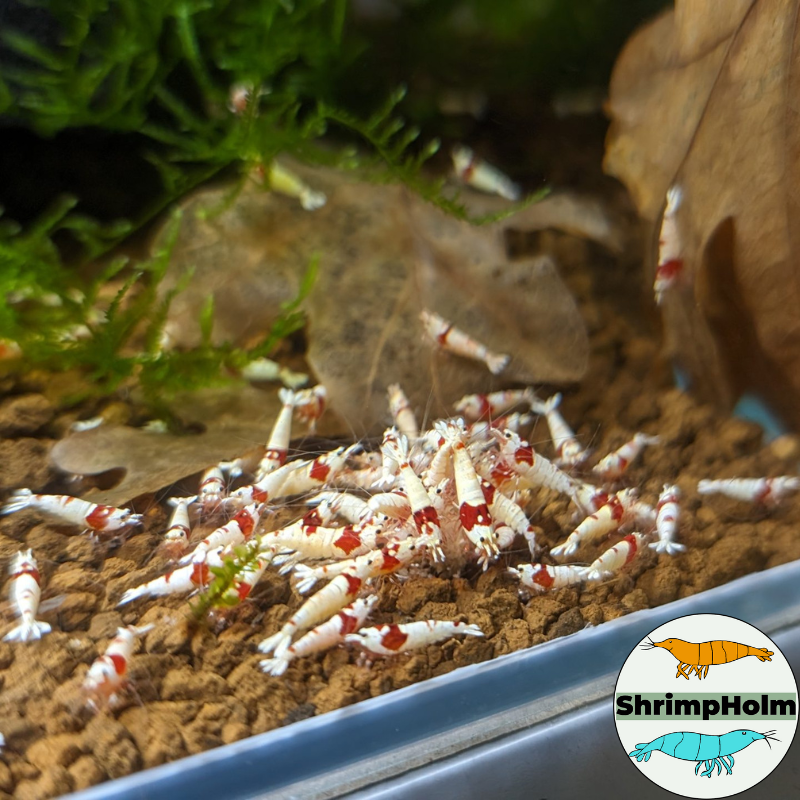 Design uden navn (6)