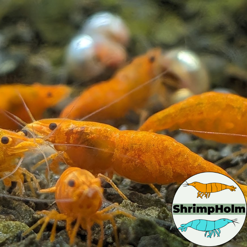 Design uden navn (7)