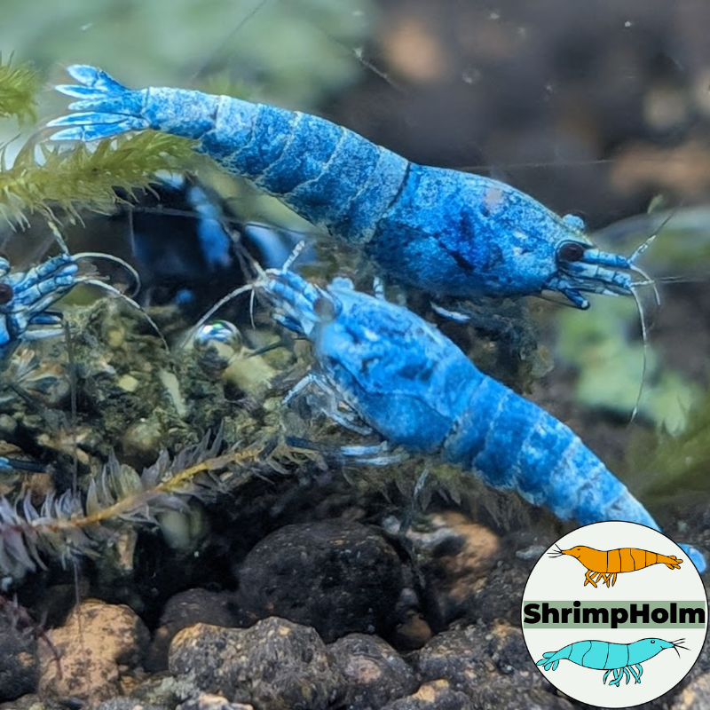 Design uden navn (8)