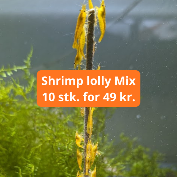 Shrimp Lollies