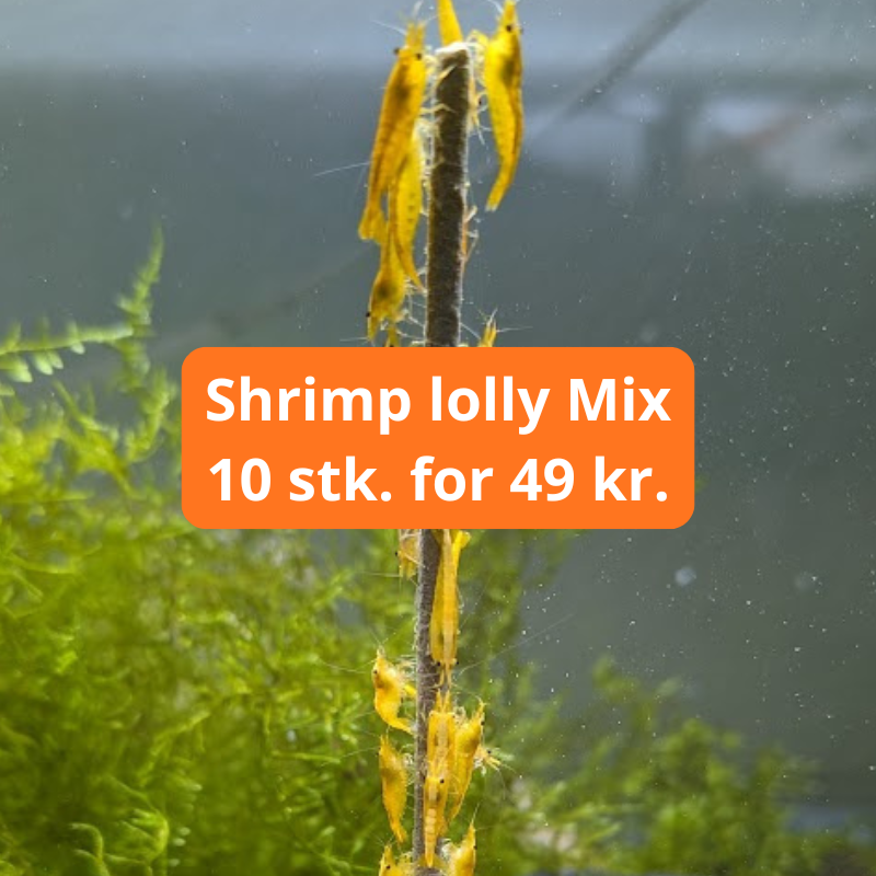 Shrimp Lolly 800x800