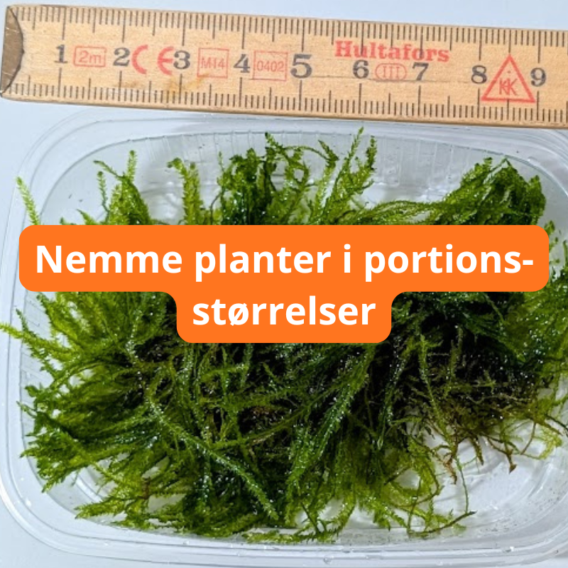 Kopi af Planter 800x800