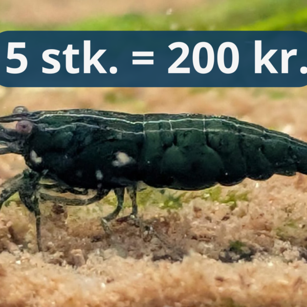 Jade - Neocaridina Reje