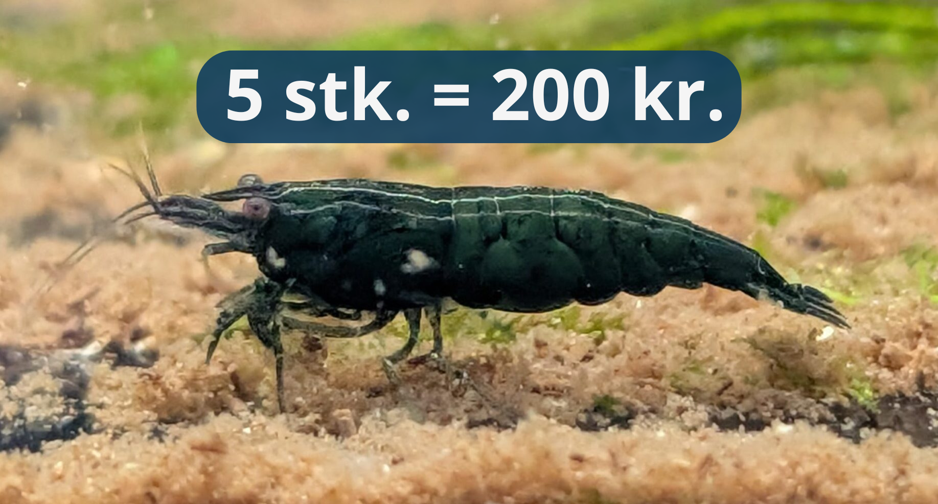 Jade - Neocaridina Reje