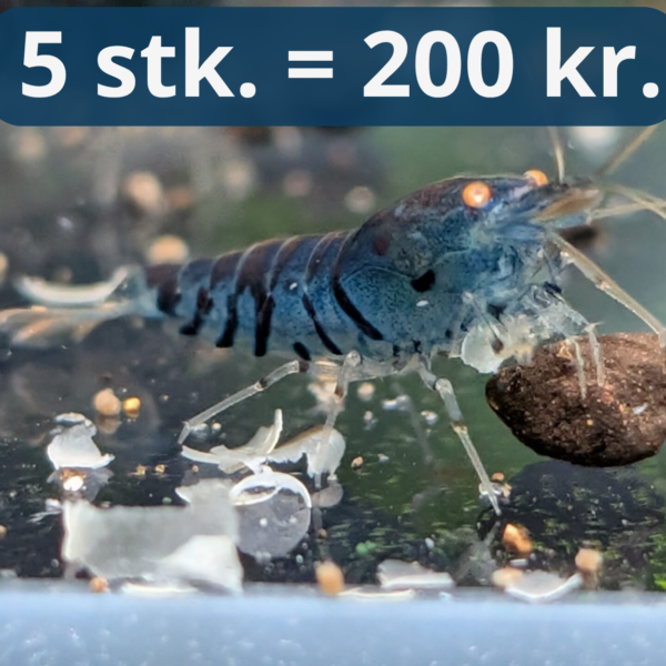 Blue Tiger OE - Caridina Reje