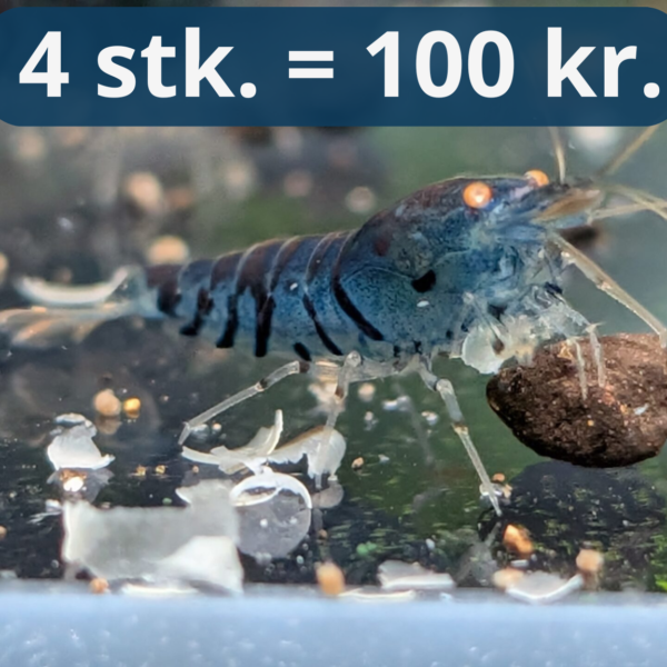 Blue Tiger OE - Caridina Reje