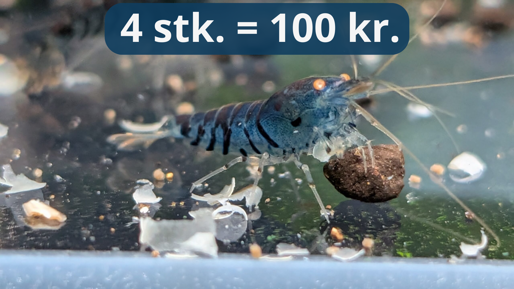 Blue Tiger OE - Caridina Reje
