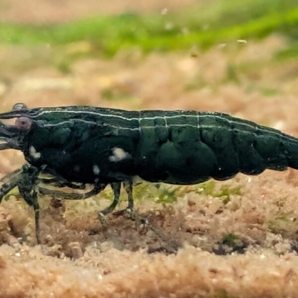 Jade - Neocaridina Reje (10 stk. for 400 kr.)