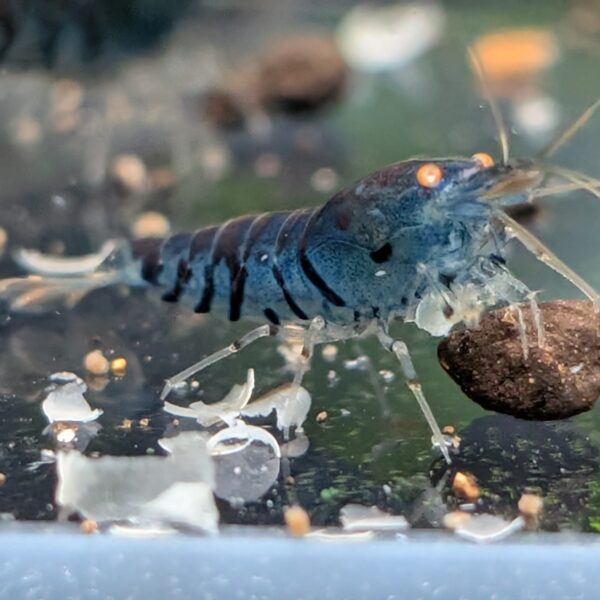 Blue Tiger OE - Caridina Reje (10 stk. for 250 kr.)