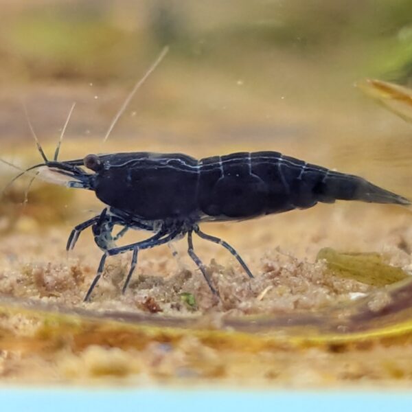 Blue Sapphire - Mørkeblå Neocaridina Reje (10 stk. for 250 kr.)