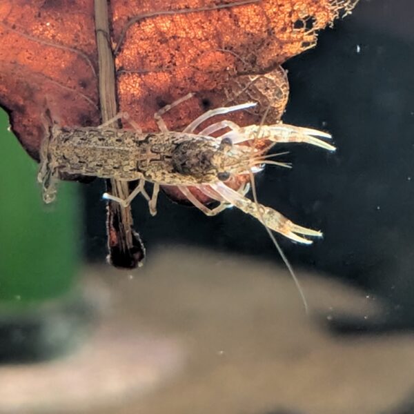 Dværgkrebs - Cambarellus diminutus (5 stk. for 250 kr.)