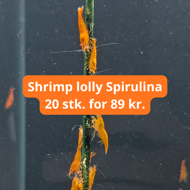 Kopi af Shrimp Lolly 800x800