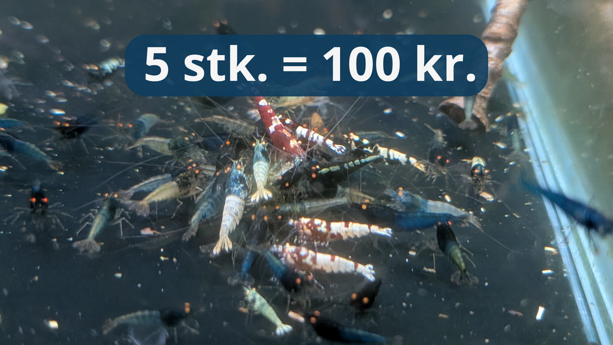 Caridina reje OE mix