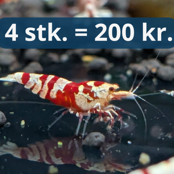 Red Fancy Tiger