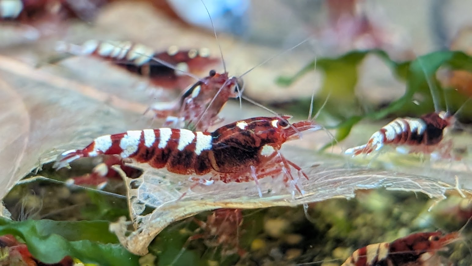 Deep Red Zebra Pinto - Billede 4