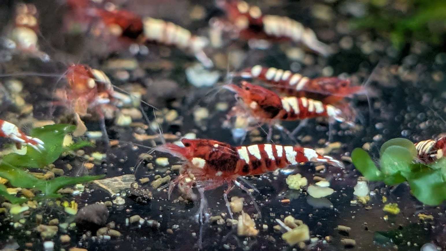 Deep Red Zebra Pinto - Billede 8